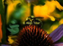 bee-n-coneflower01