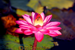 bee-on-waterlilly