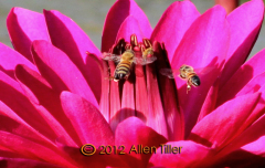 bees
