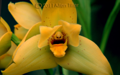 big-yellow_0