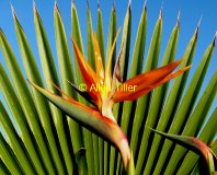 bird-of-paradise-1