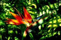 bird-of-paradise-2_0