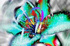 black-hole-lilly