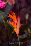 bloom