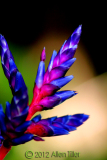 blue-branch