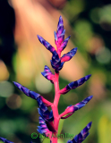 blue-buds