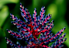 blue-bush