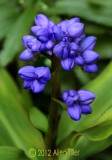 blue-ginger