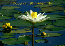 blue-morning-allen-tiller