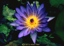 blue-star