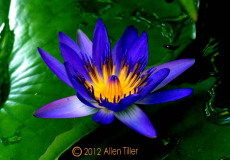 blue-waterlily-in-july