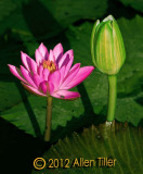bud
