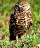 burrowing-owl
