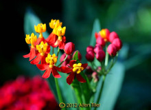 butterfly-weed-2012