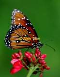 butterfly