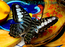 butterfly_0