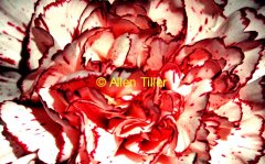 carnation