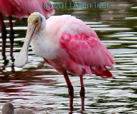 christmas-spoonbill