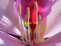 close-up_0