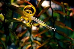 color