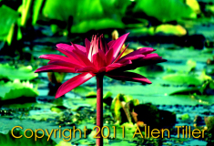 colorful-world_1