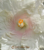 cream