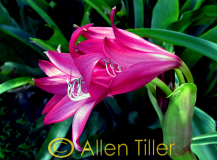 crinum-lily