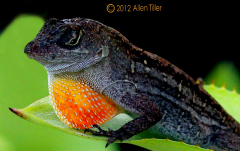 cuban-anole