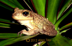 cuban-frog