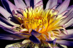 curl-allen-tiller