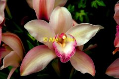 cymbidium-1