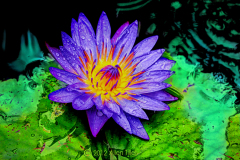 dream-lily-2012