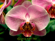 dream-orchid