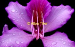 droplets