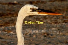 egret-at-santiva