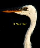 egret-feb-2011