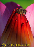emerge