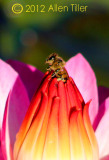 emerging-bee