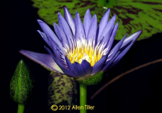 feeling-blue_0