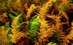 ferns
