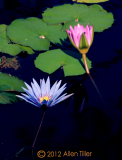 flora-duo