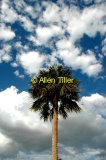 florida-palm
