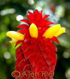 ginger_1