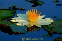 golden-crown_0