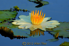 golden-crown_1