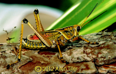 grasshopper