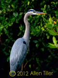 great-blue-2012_0