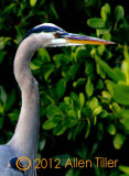 great-blue-close-up_0