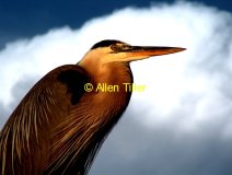 great-blue-heron