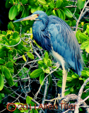 great-blue-heron_0